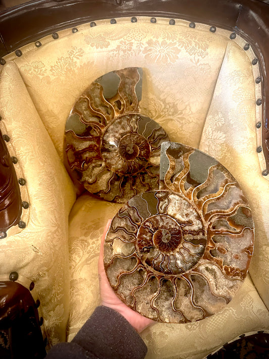 X-x large ammonite pair