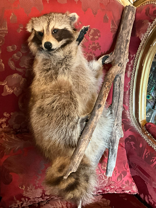 Racoon full taxidermy mount