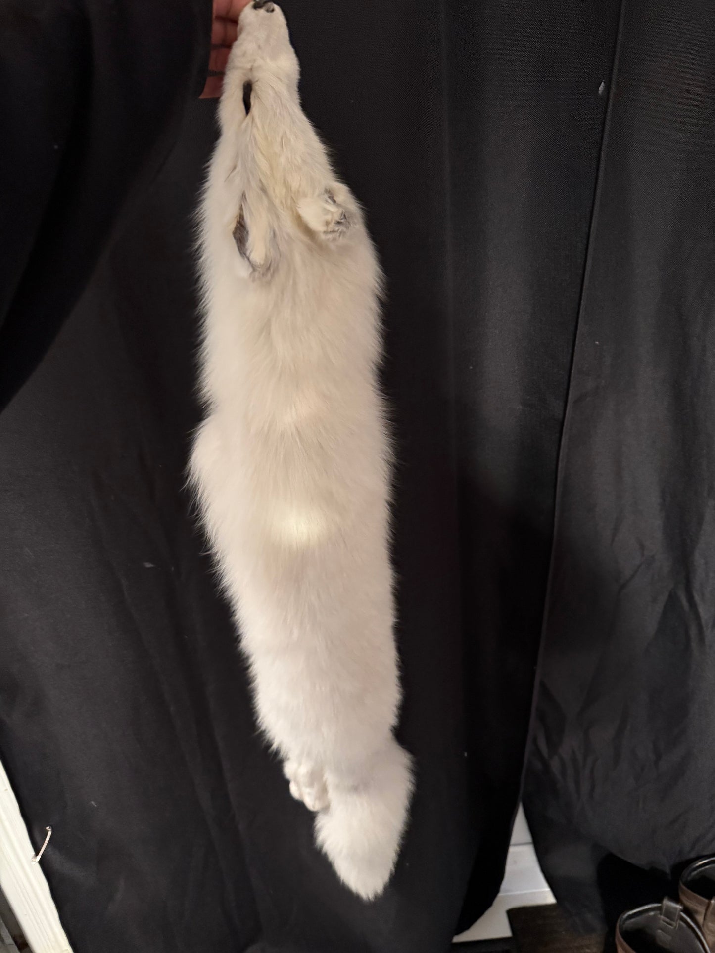 Mountable Artic fox pelt