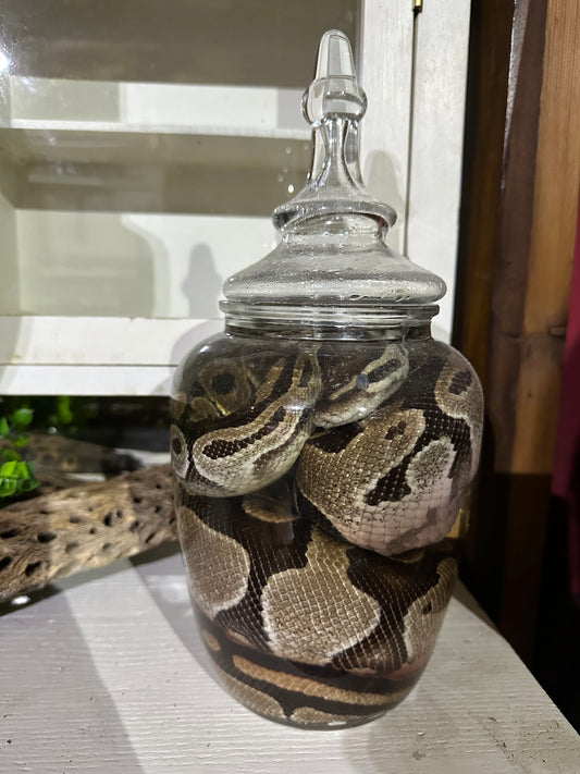 Boa wet specimen