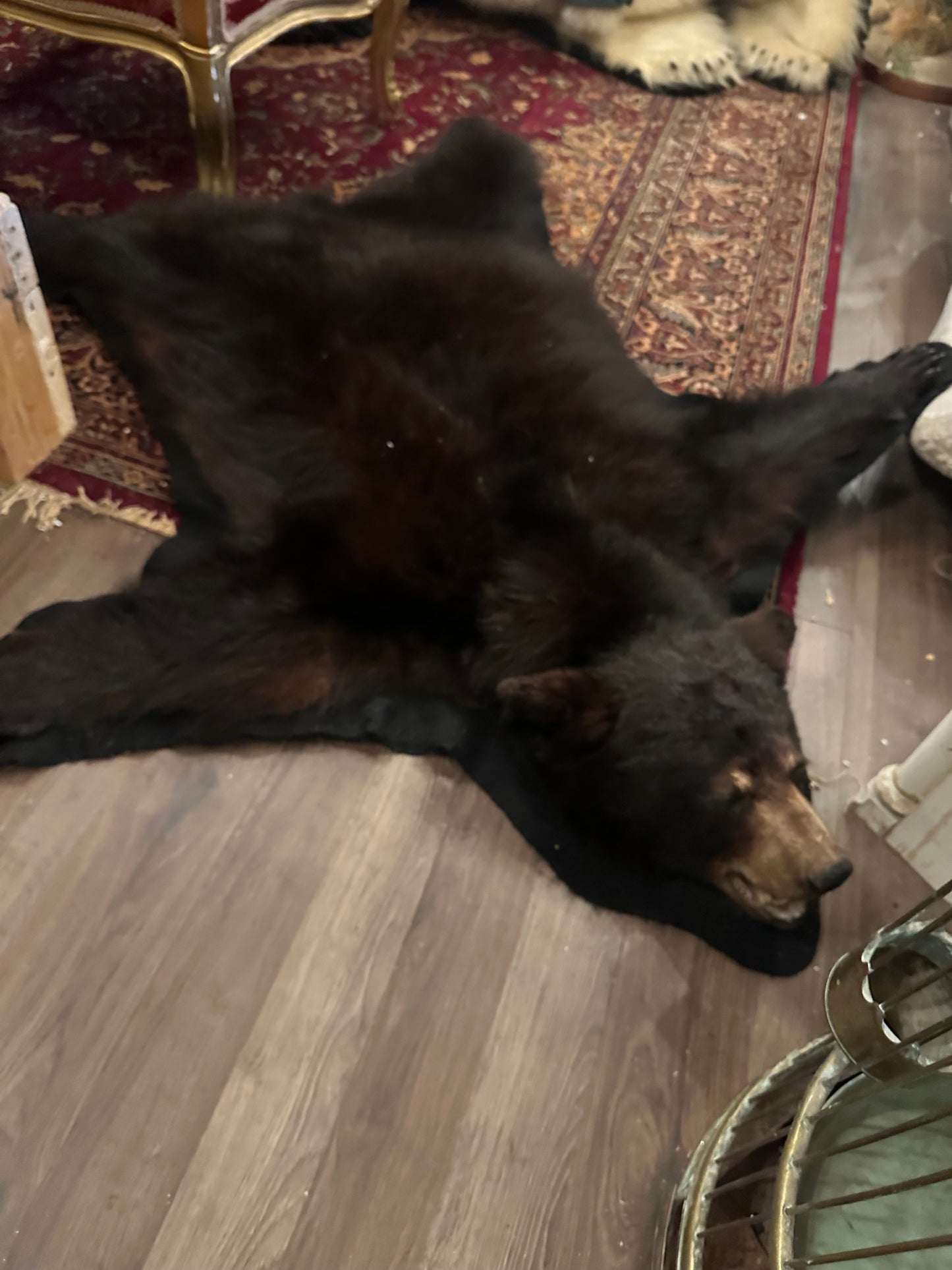 Complète black bear rug NEW