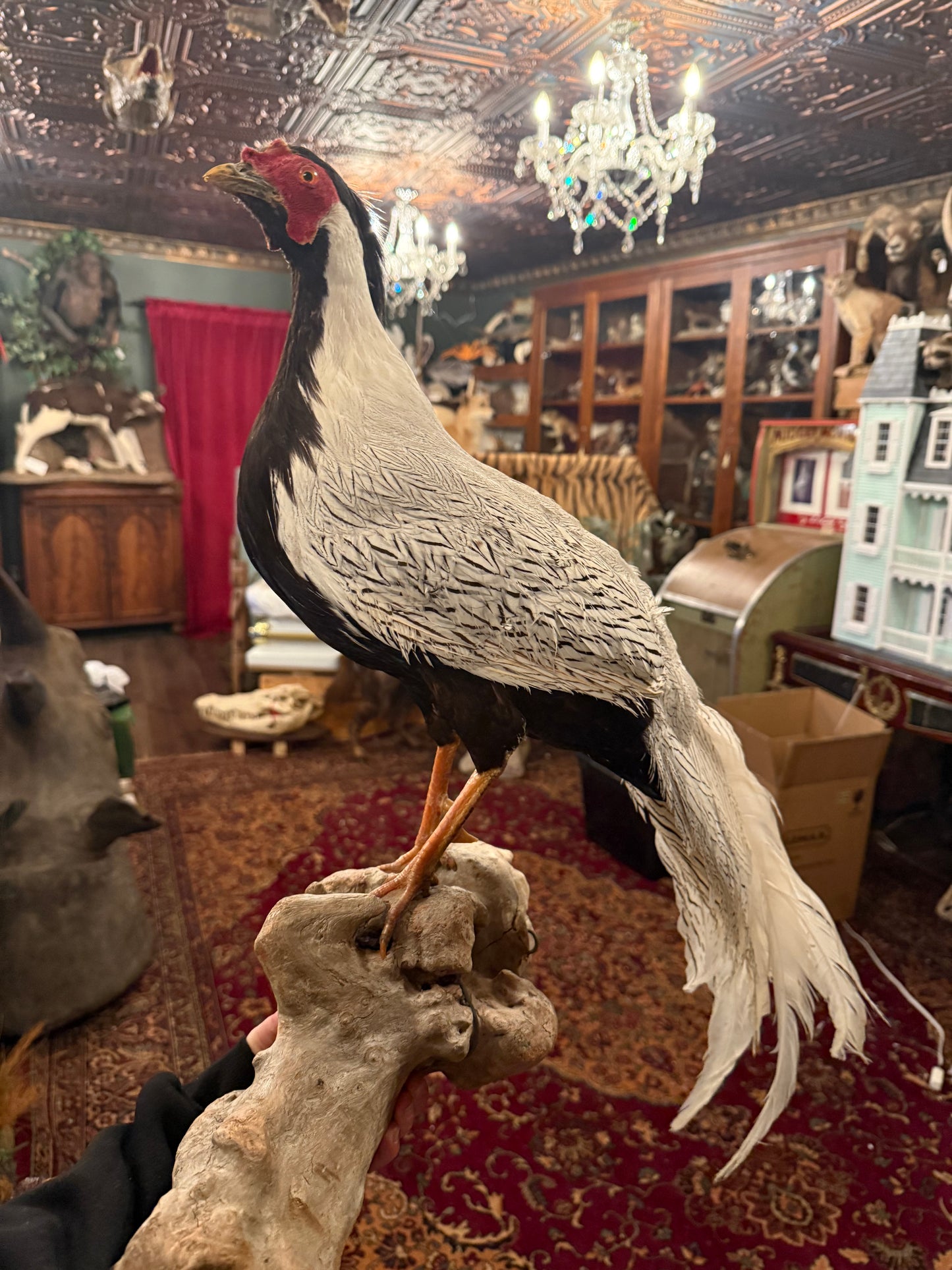 Taxidermy Silver phesant