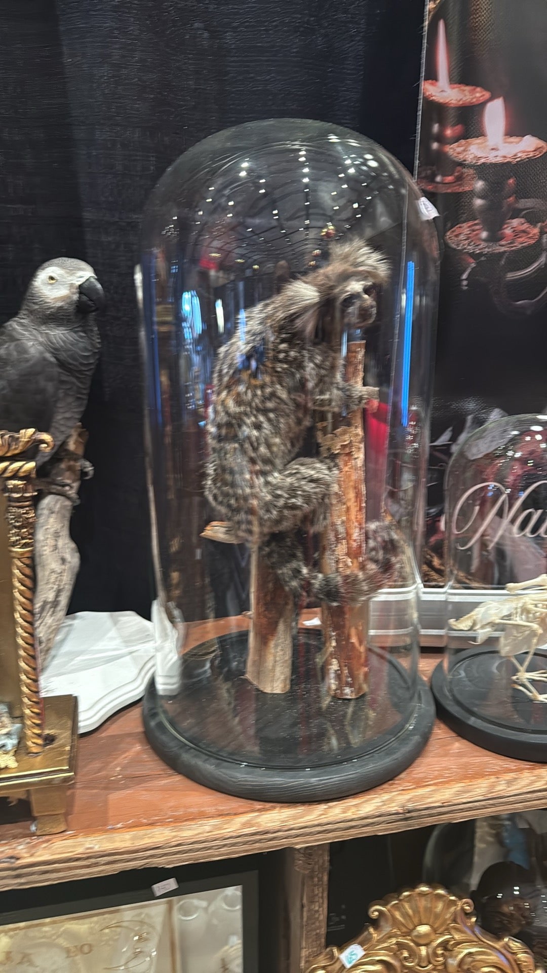 Taxidermy marmoset  in glass dome.
