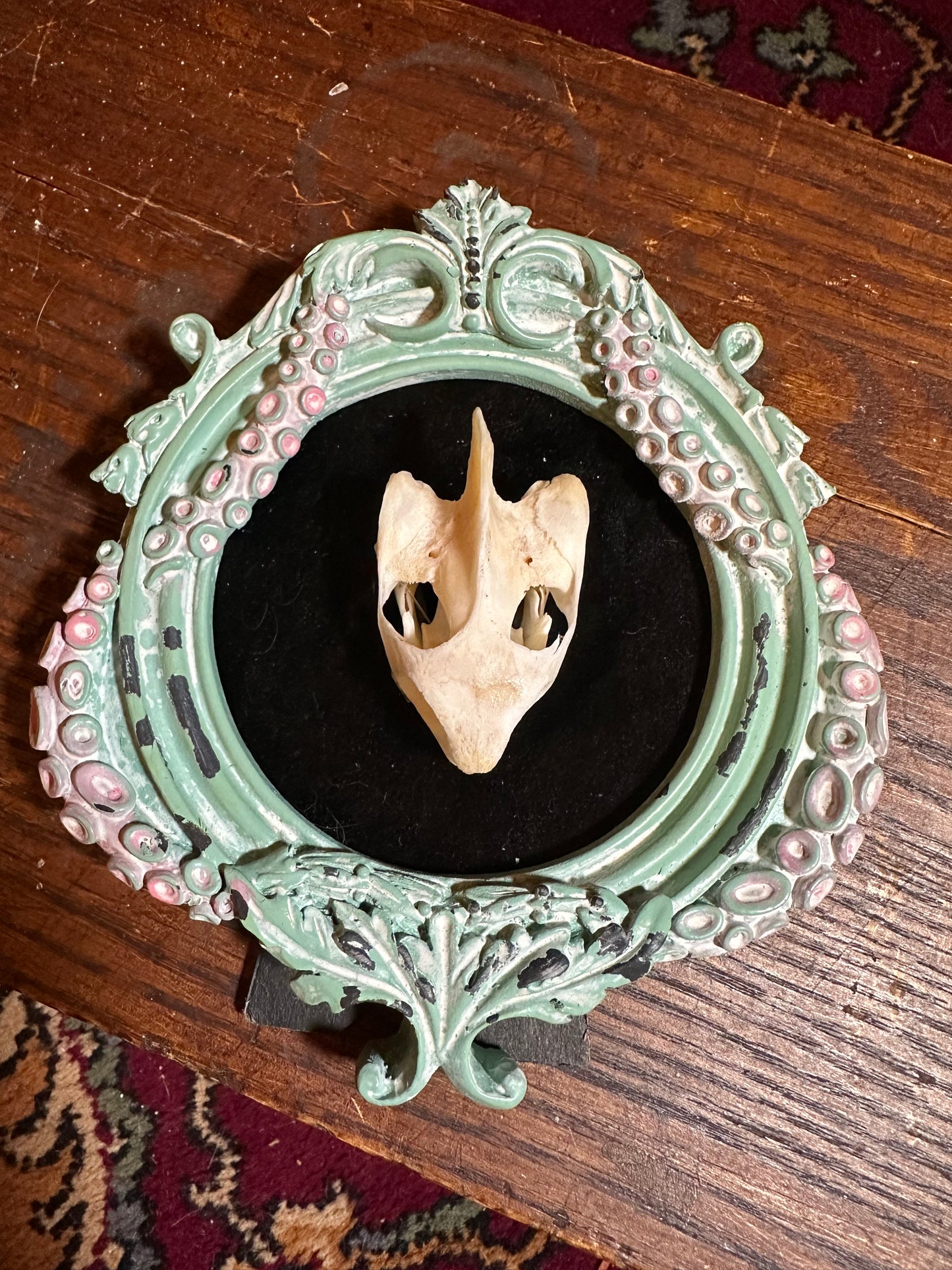 Turtle skull in tentacule frame