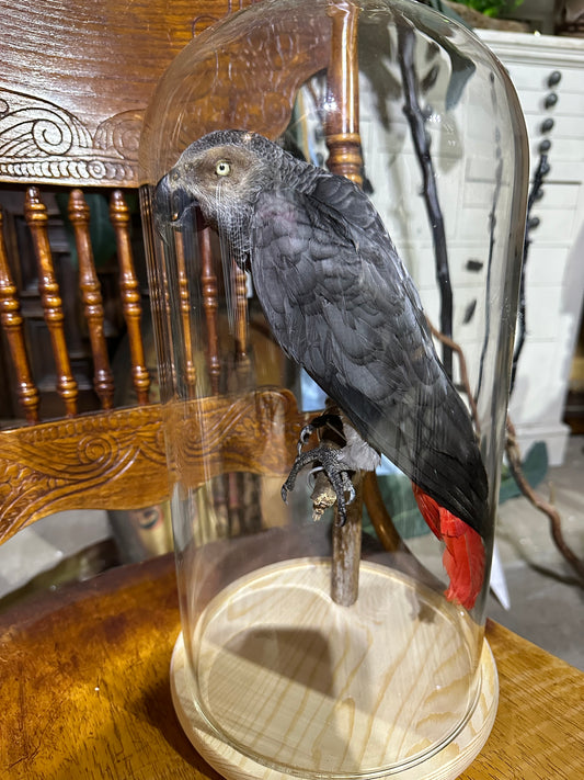 Gray parrot in dome glass