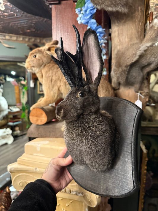 Jackalope taxidermy