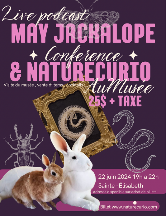 Conférence May jackalope & Naturecurio