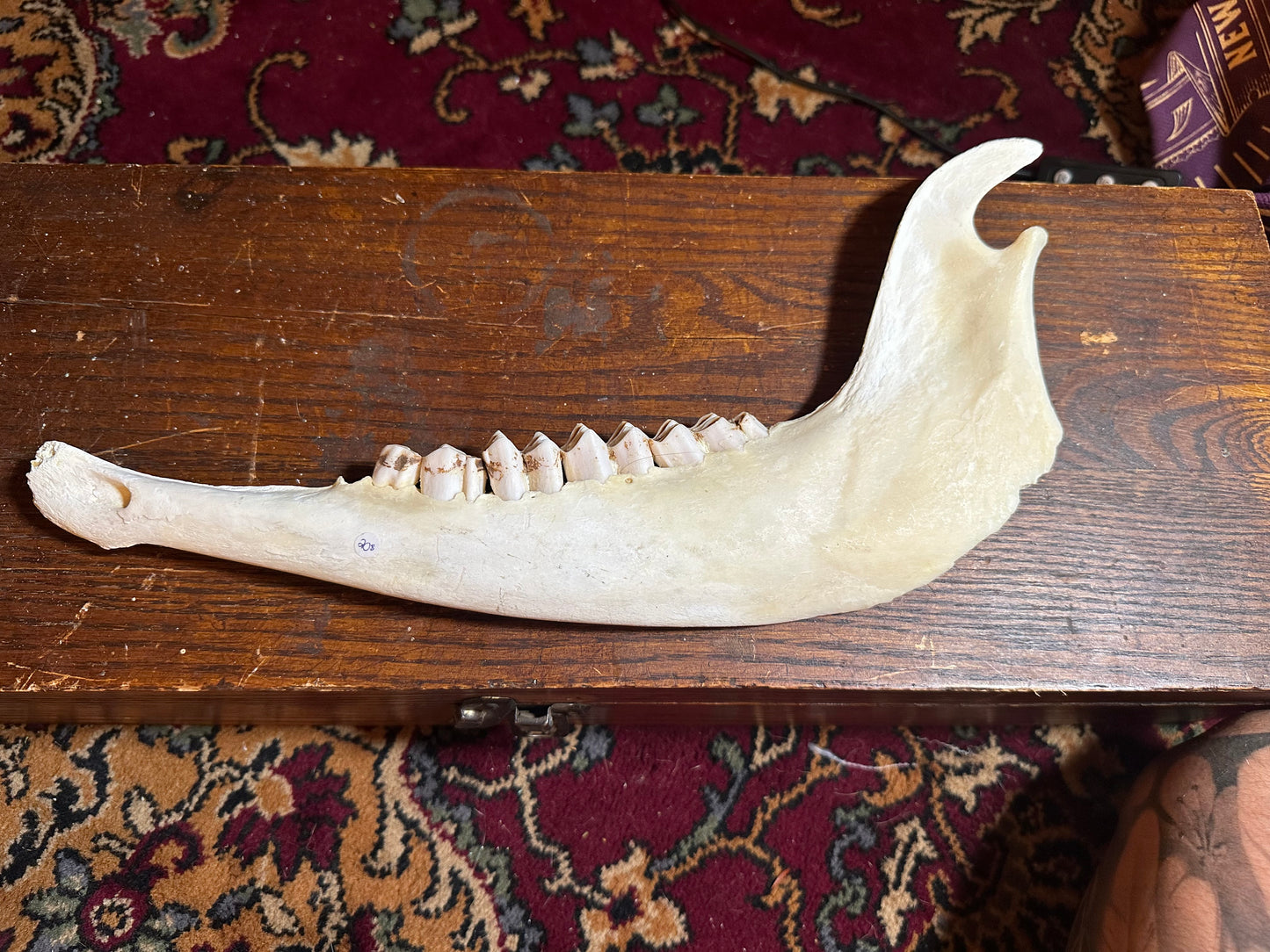 Cow mandible