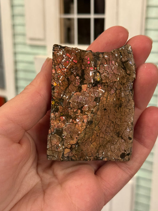 Ammolite specimen from BC