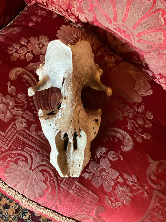 Seal skull grade C