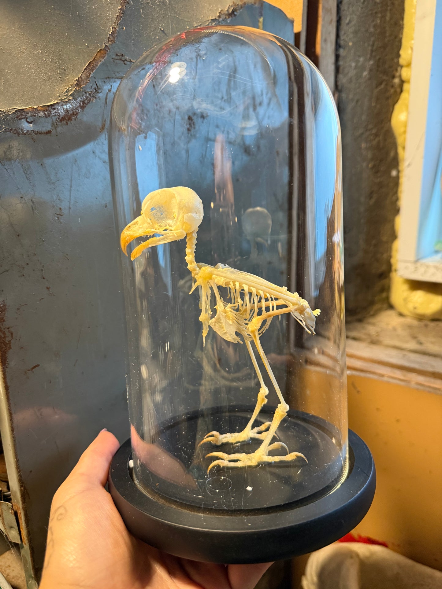 Exotic Tiny owl skeleton