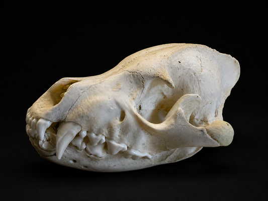 Stripped Hyena skull