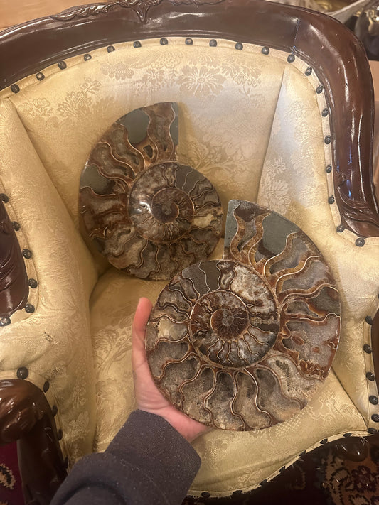 X-x large ammonite pair