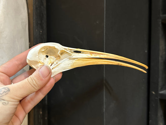 Ibis skull