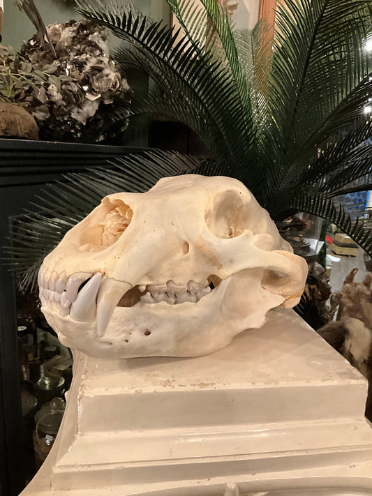 Grizzly bear skull