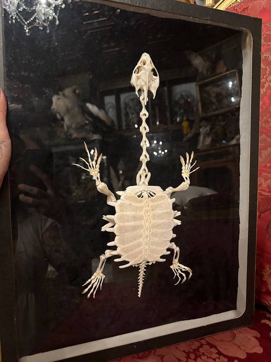 Soft shell turtle skeleton in glass display