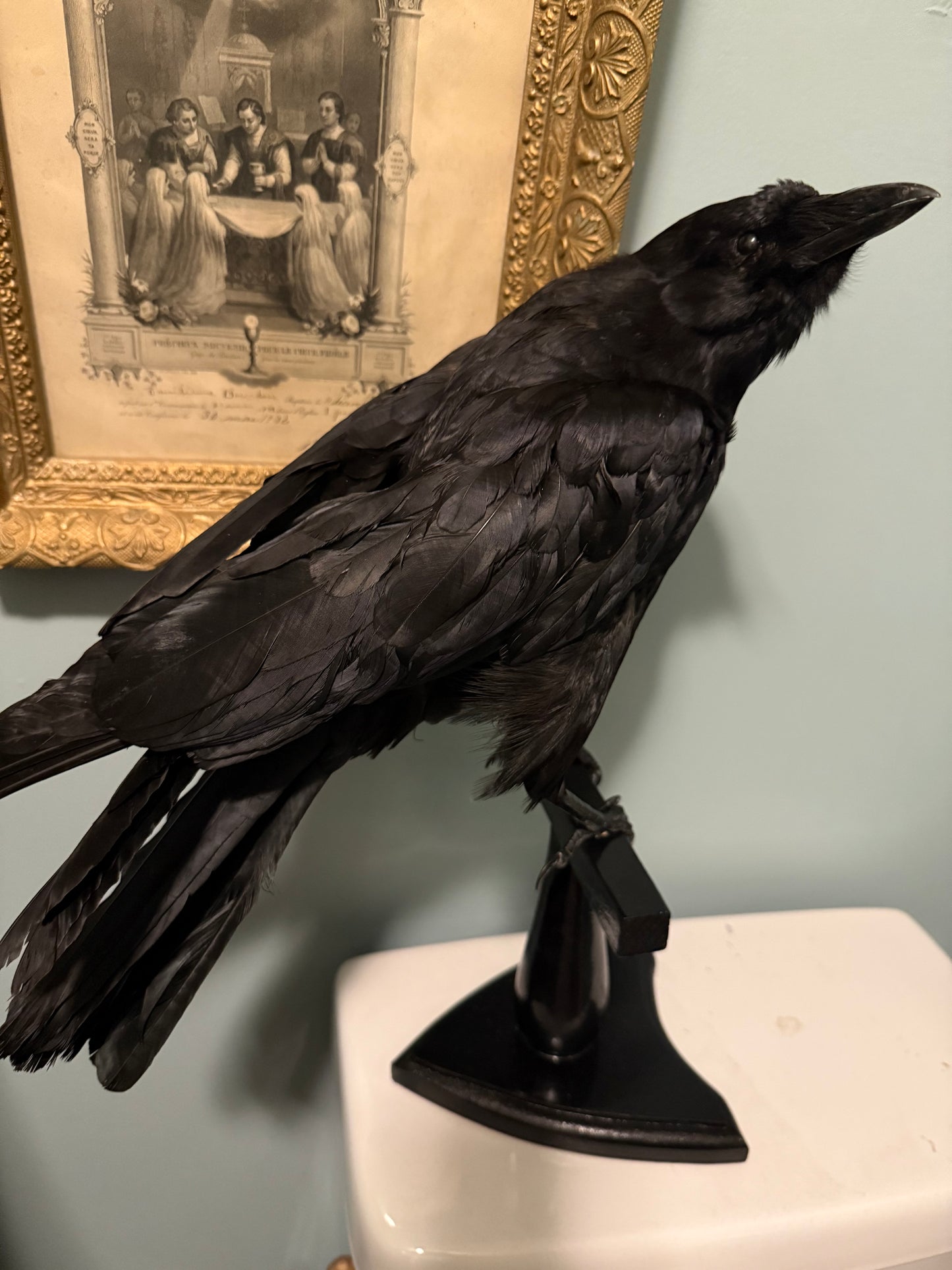 Taxidermy crow