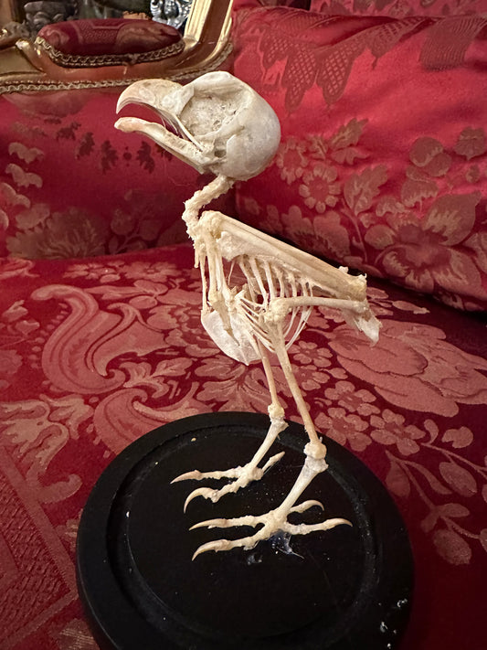 Non- native small owl skeleton