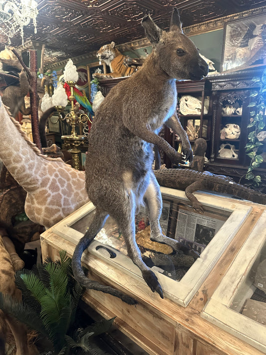 Wallaby full mount taxidermy