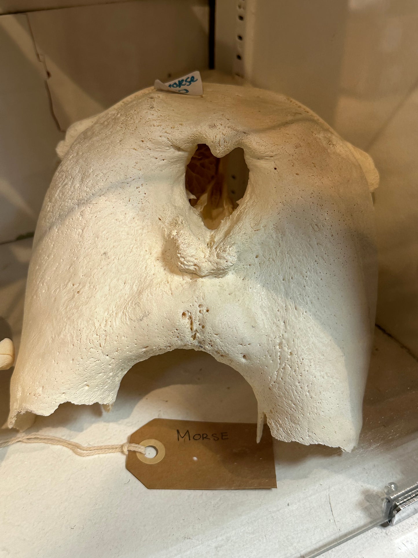 Walrus skull nose part