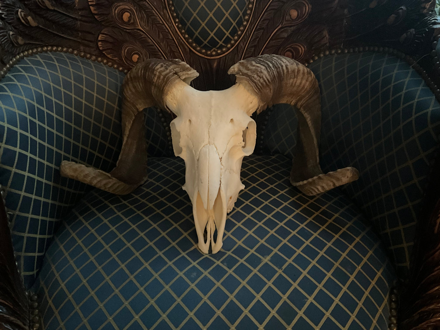 Merino ram skull