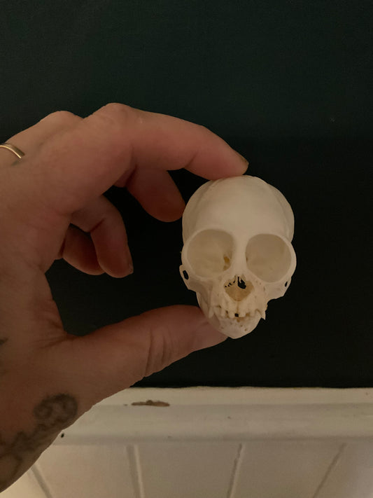 Tamarin skull
