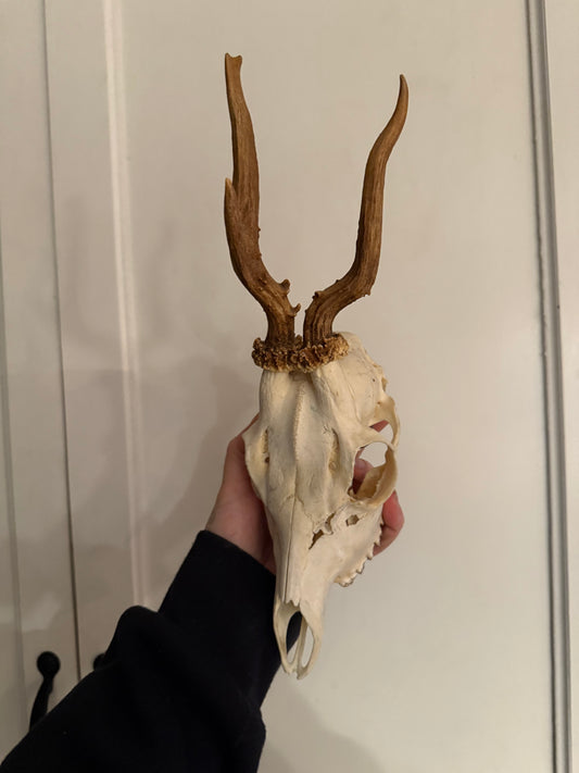 Atypical Roe deer skull