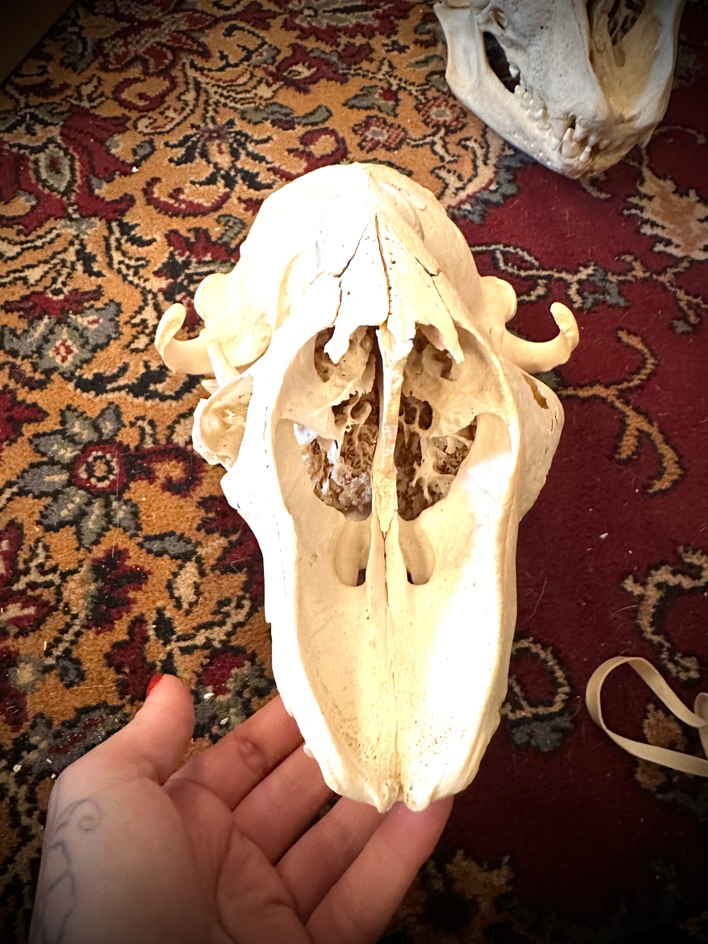 Grey seal skull 2