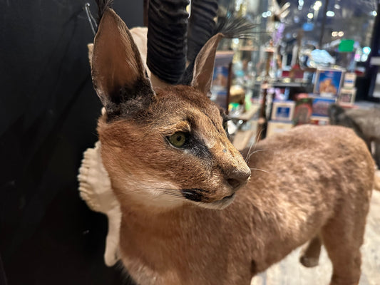 Full mount caracal cat