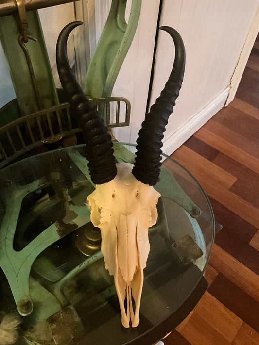Springbok skull