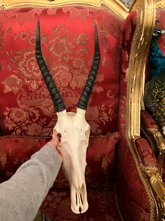 Blesbok horn