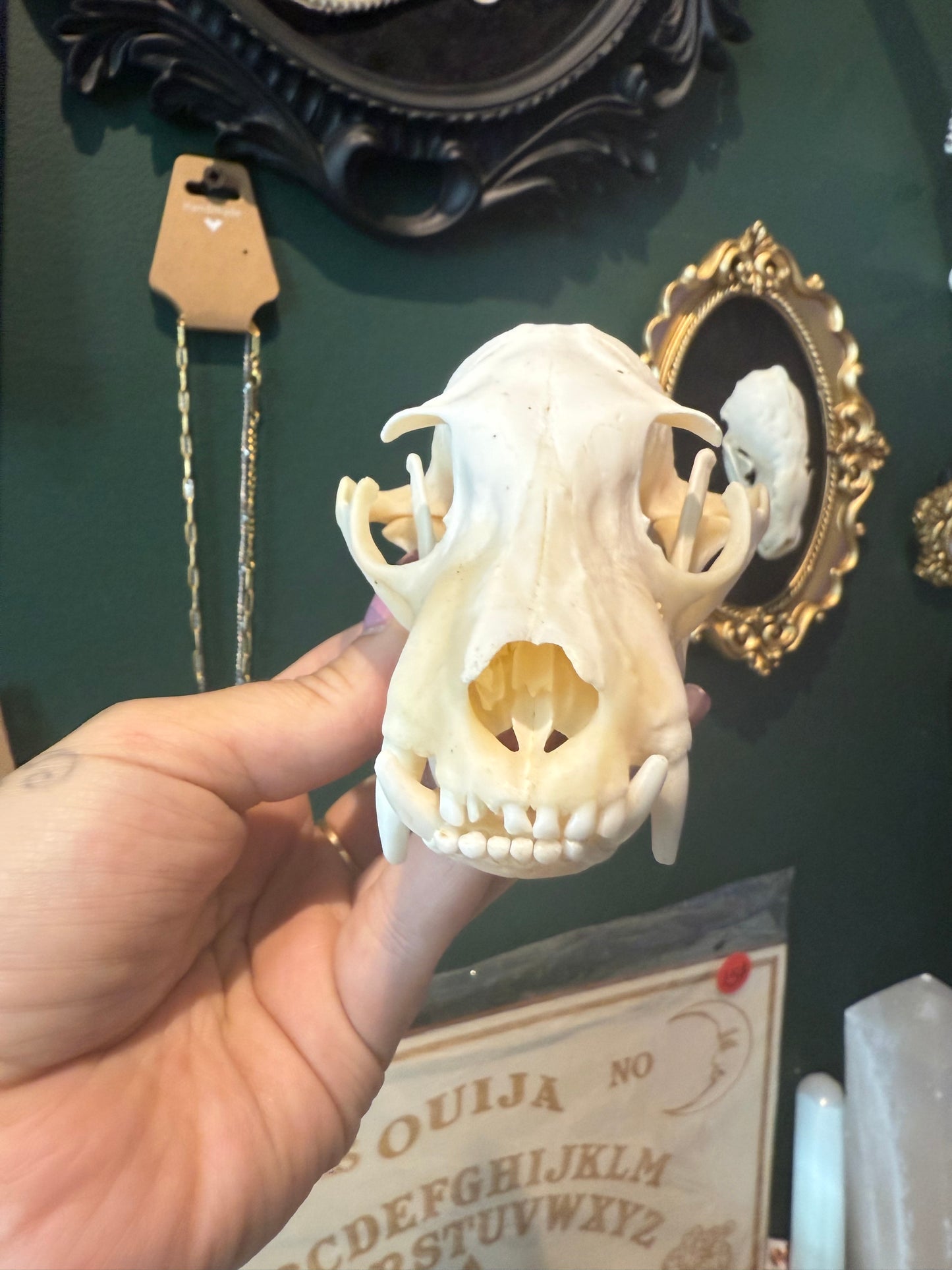 Aardwolf skull