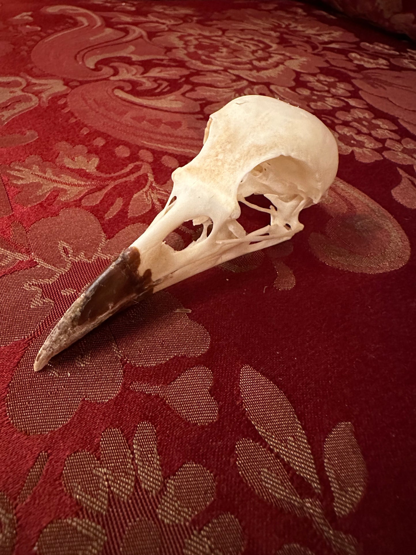 Crow skull