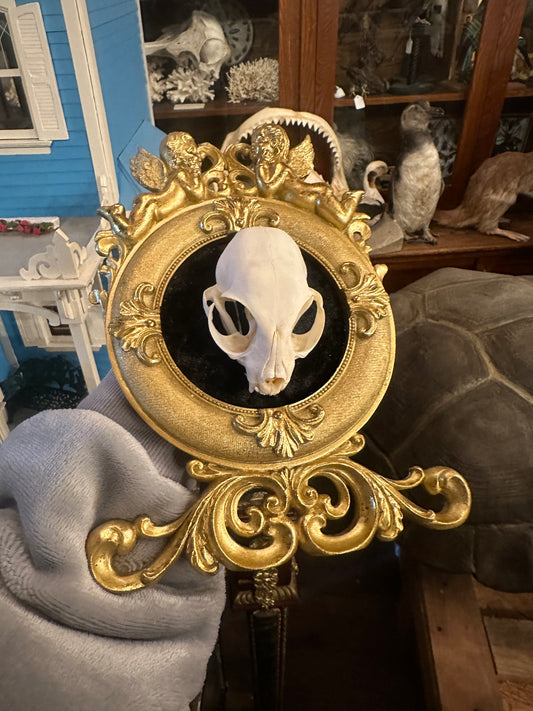 Cat skull frame