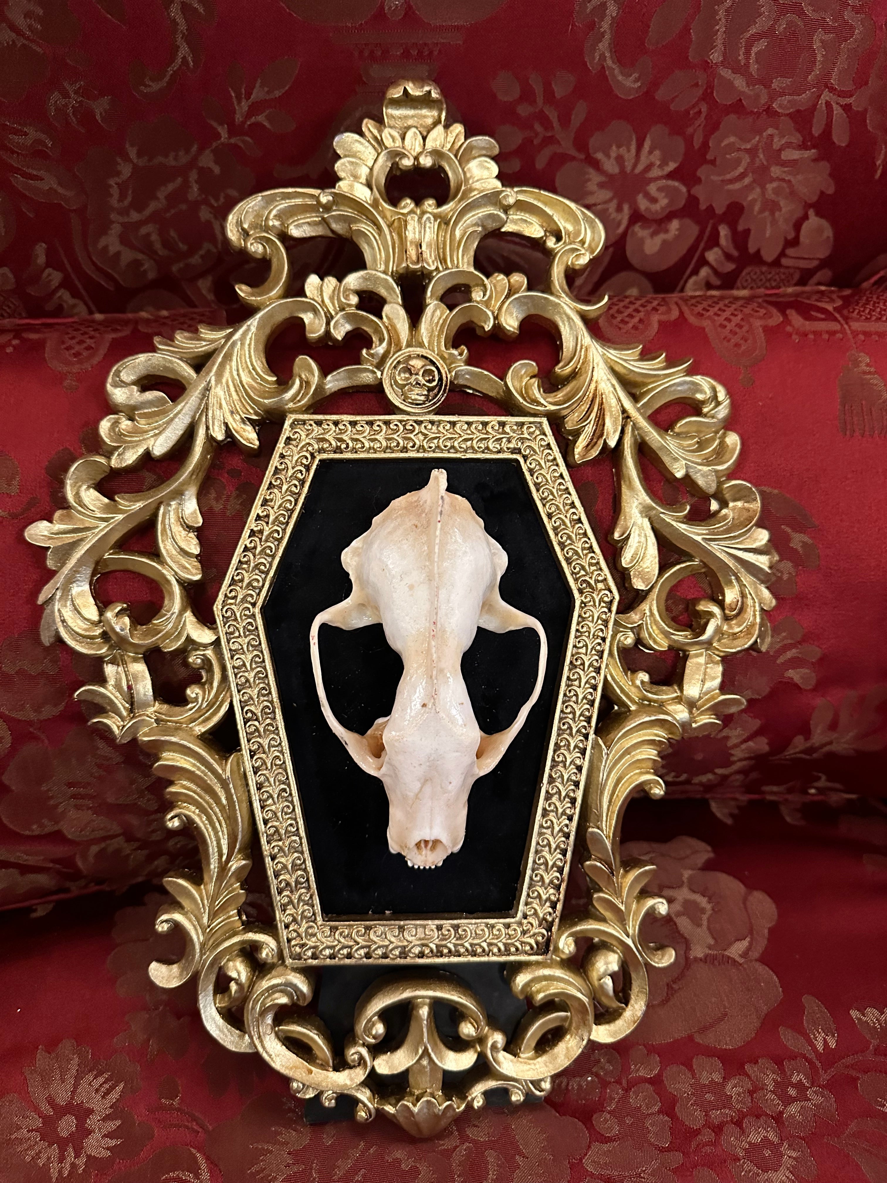 Male fisher skull frame – Tocb-mtl