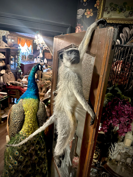 Hanging vervet monkey