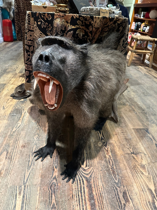 Full mount baboon taxidermy