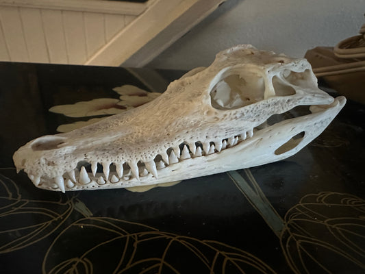 Juvenil crocodile skull