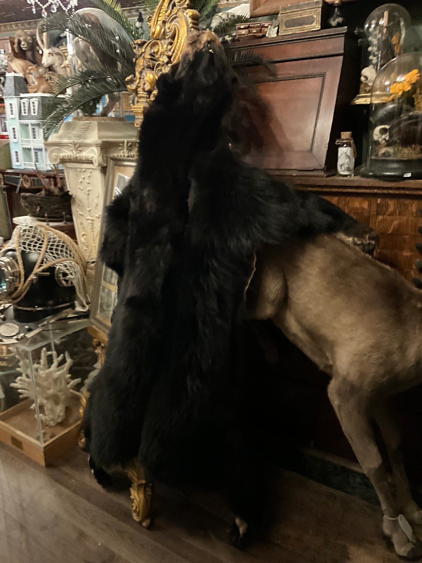 Black Bear pelt