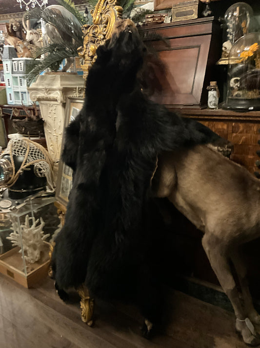Black Bear pelt
