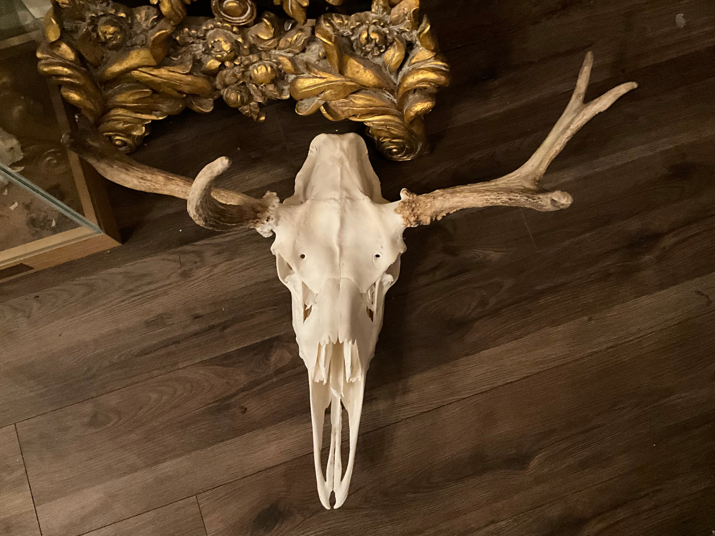 Moose skull