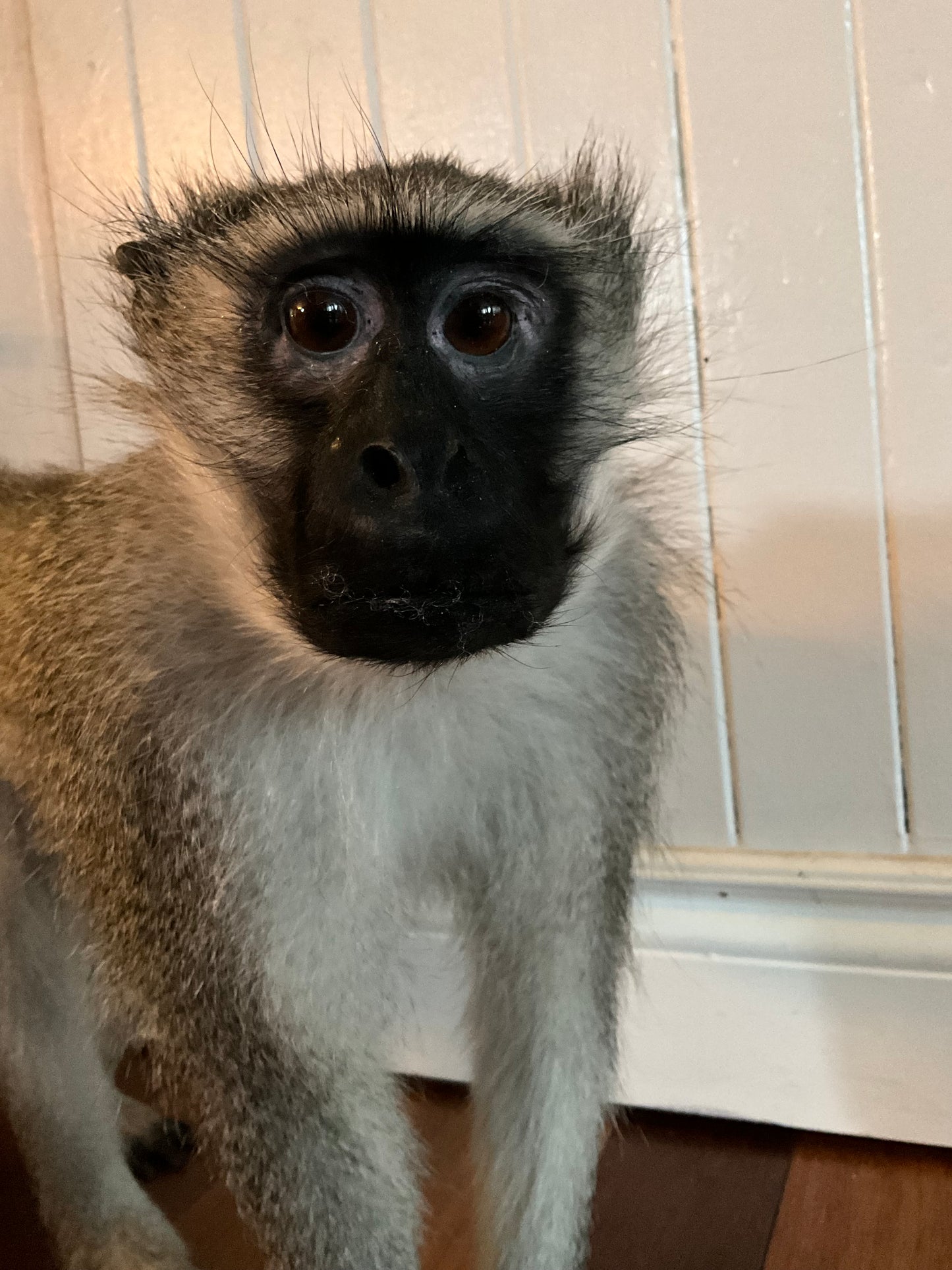 Taxidermy vervet monkey