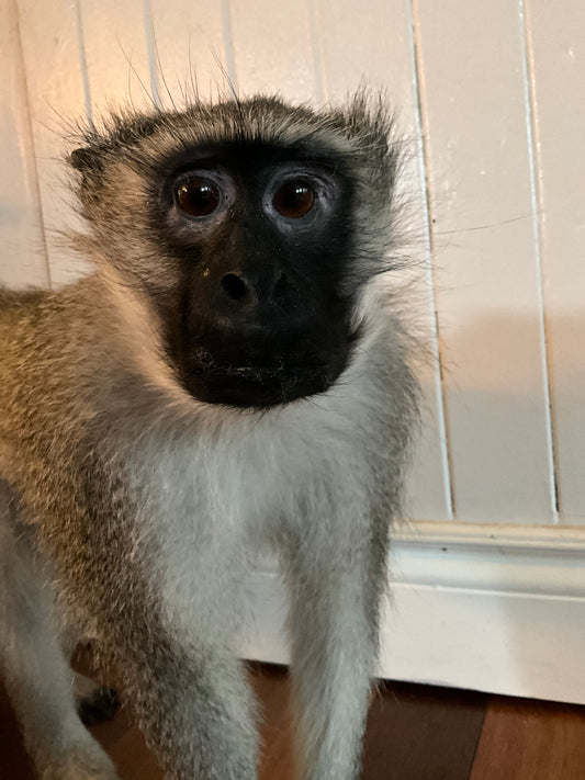 Taxidermy vervet monkey