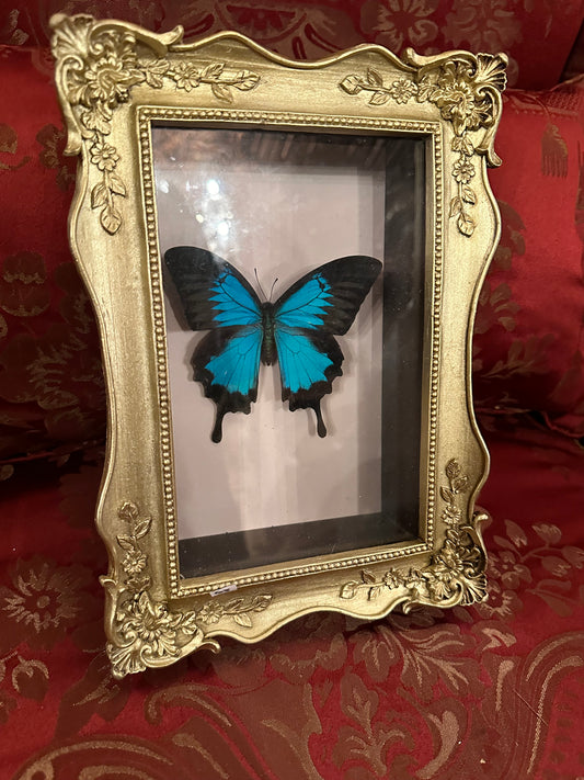 Papillo Ulysse butterfly in nice display box