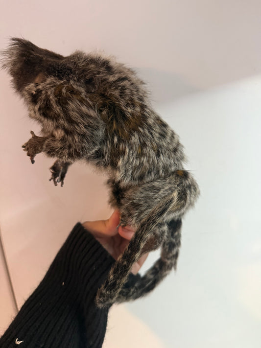 Marmoset taxidermy