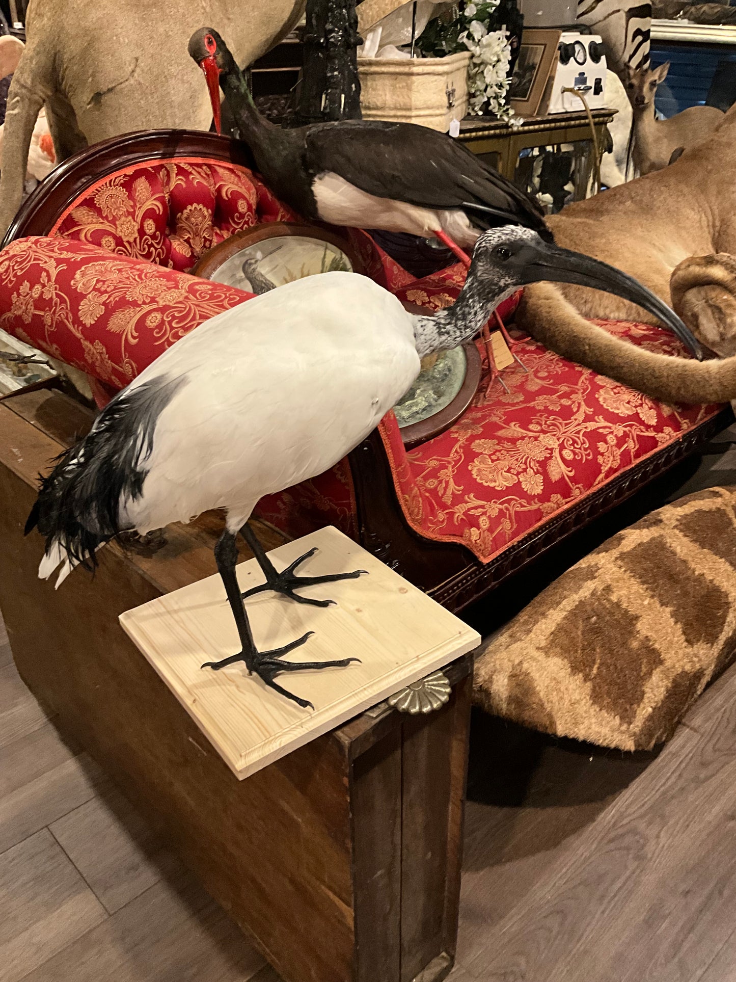 Taxidermy ibis