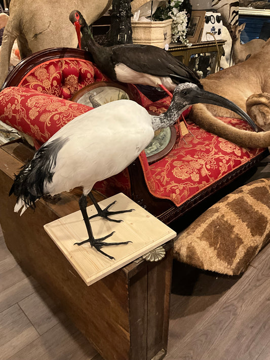 Taxidermy ibis