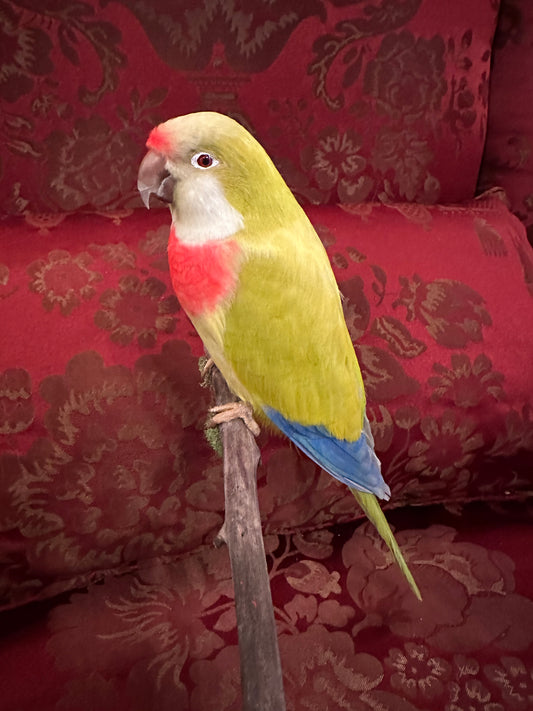 Karikiki taxidermy