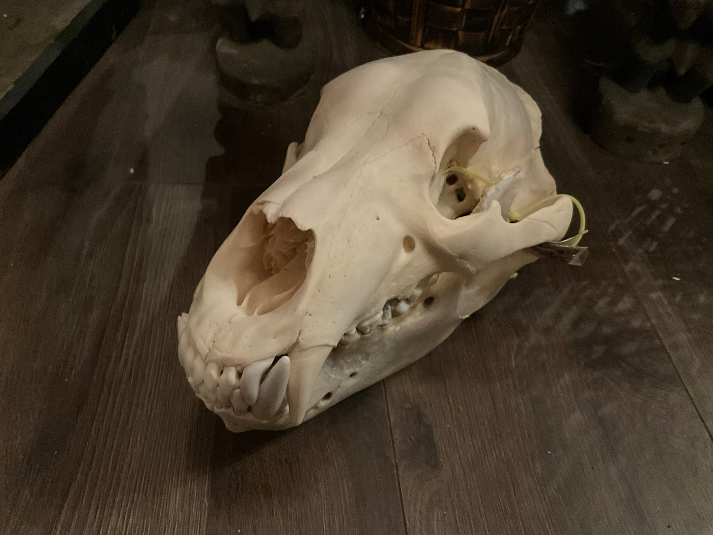 Polar bear skull