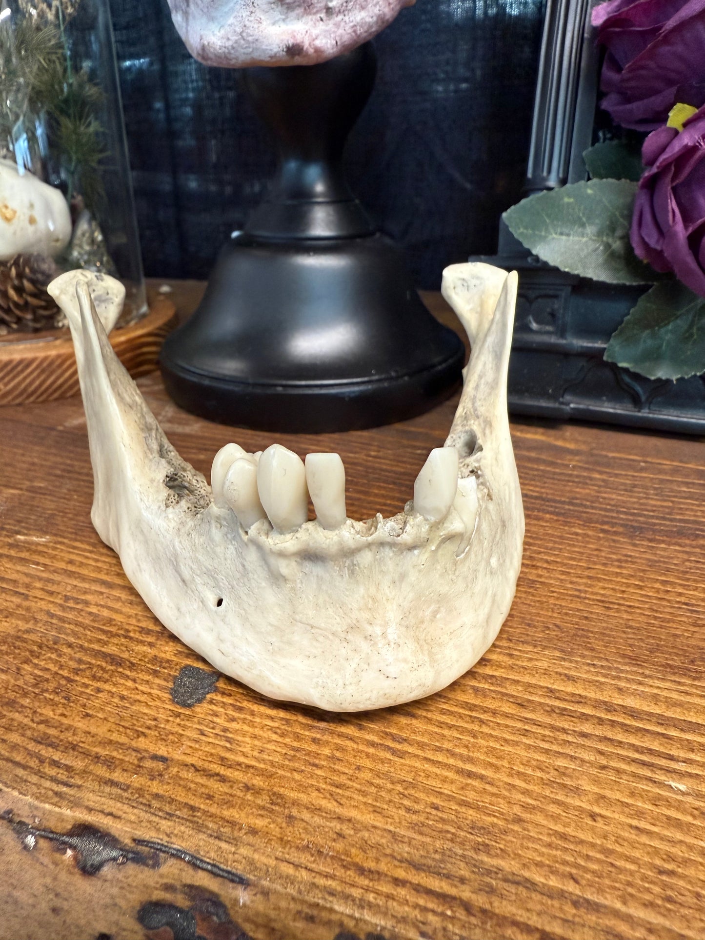 Real médical human jawbone